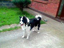 collie *rehomed* Image01