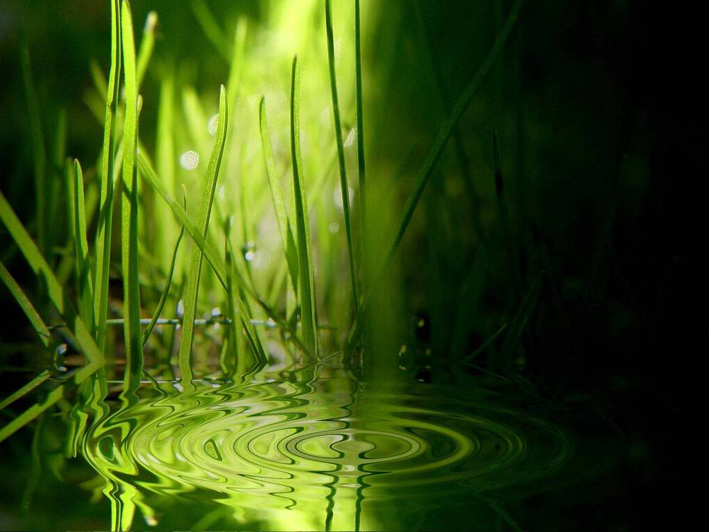 الأن ولاول مرة خلفيات رائعة للويندوز Vista-wallpaper-grass-ripples