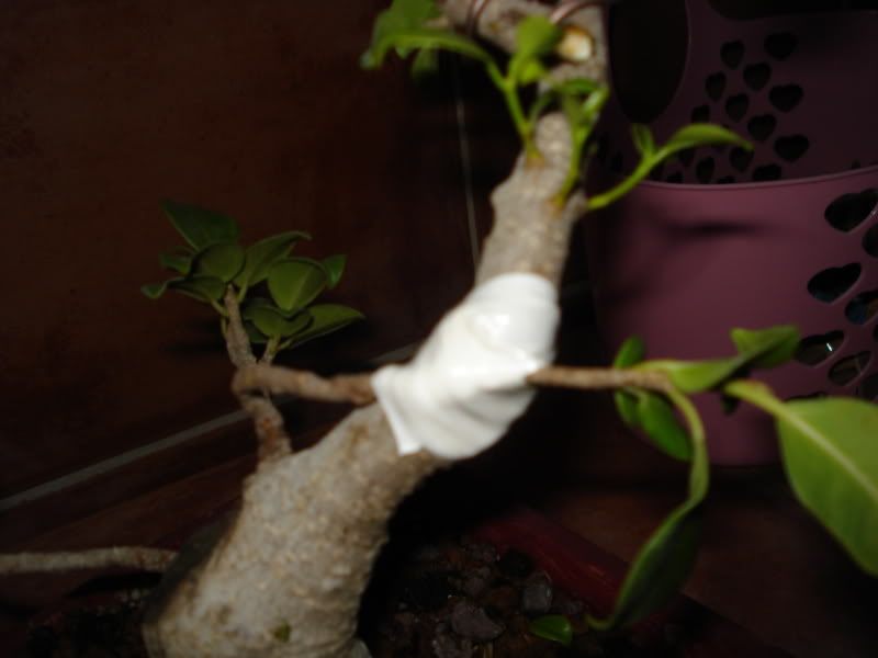 ficus.. DSC03115