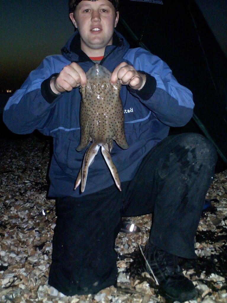 Shore caugh Spotted ray Fish20111056