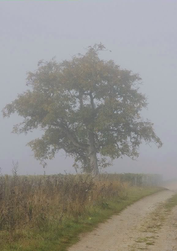 Ballade matinale et automnale FOGGYTREE3