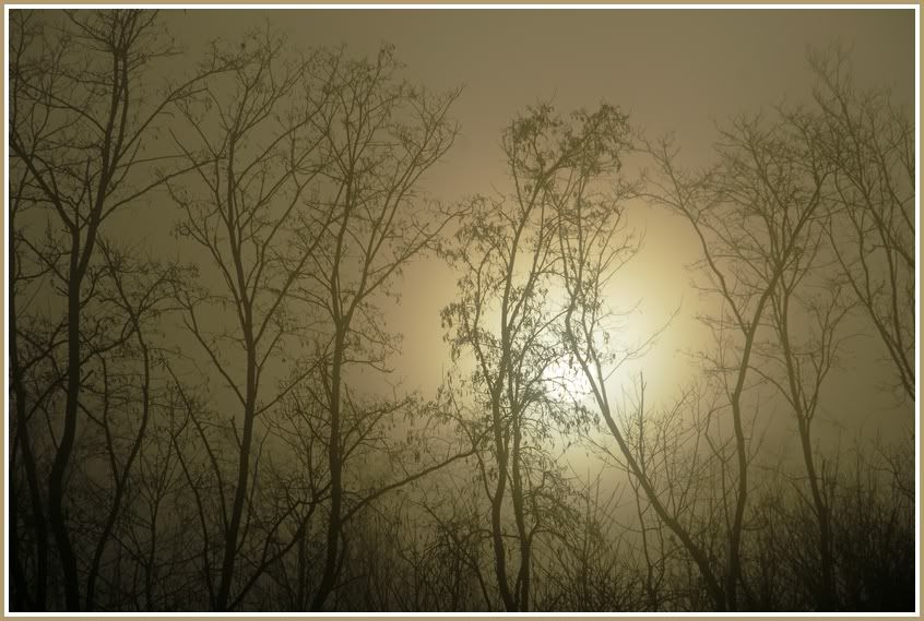 Dans la brume du matin SOLEILBRUMEUX