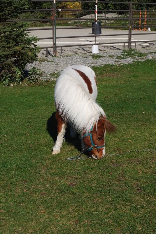 Cute miniature pony at the barn today! Minipony004