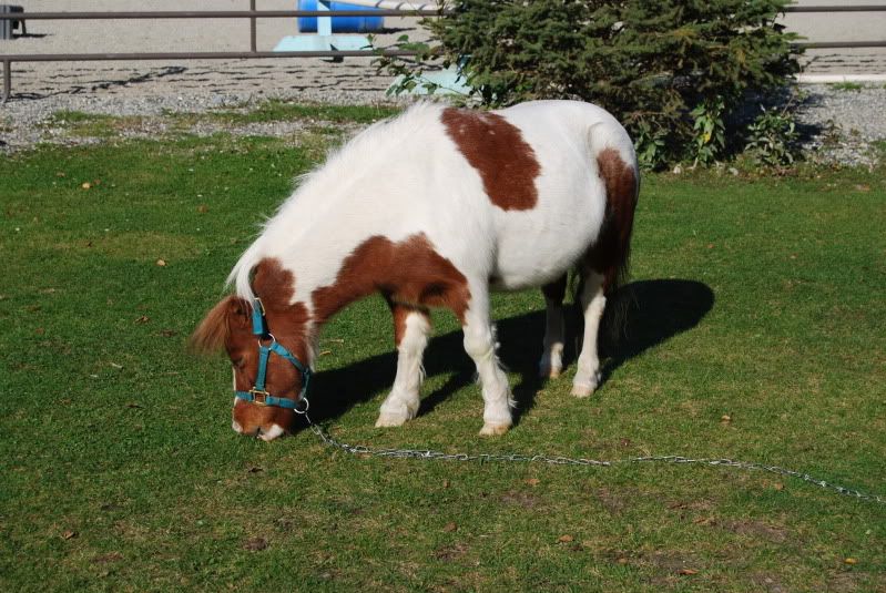 Cute miniature pony at the barn today! Minipony005