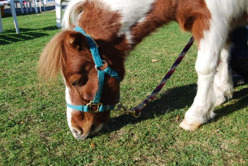 Cute miniature pony at the barn today! Minipony017