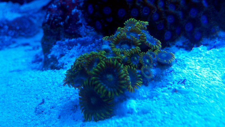 Zoanthid Grow Out Pictures Photobucket-1094-1339879093449
