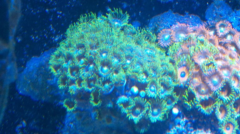 Zoanthid Grow Out Pictures Photobucket-29804-1351817244423