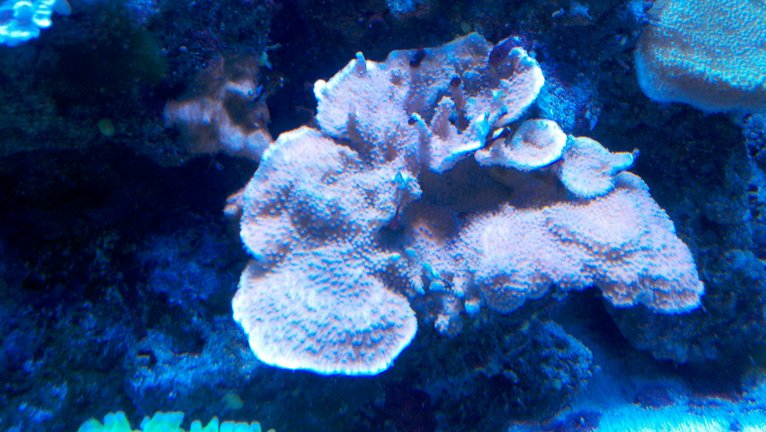 SLP's Reef - Page 3 Photobucket-3692-1341608660933