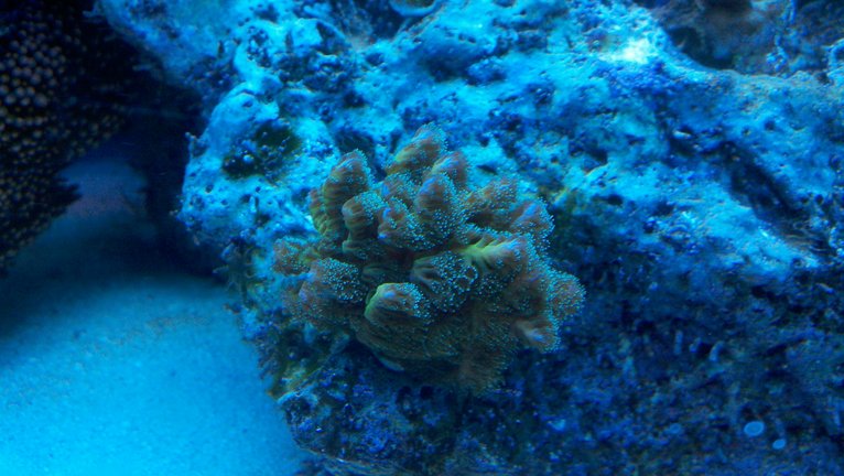SLP's Reef - Page 3 Photobucket-5078-1341607706292