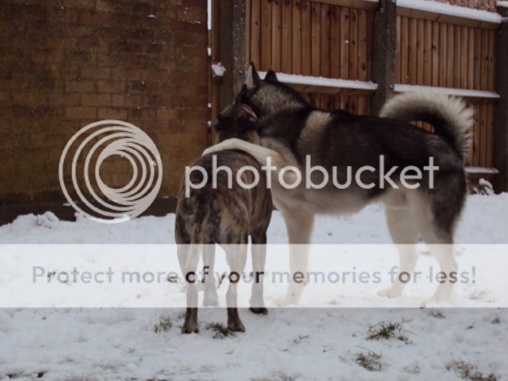 my boys in the snow - PIC OVERLOAD DSC00183