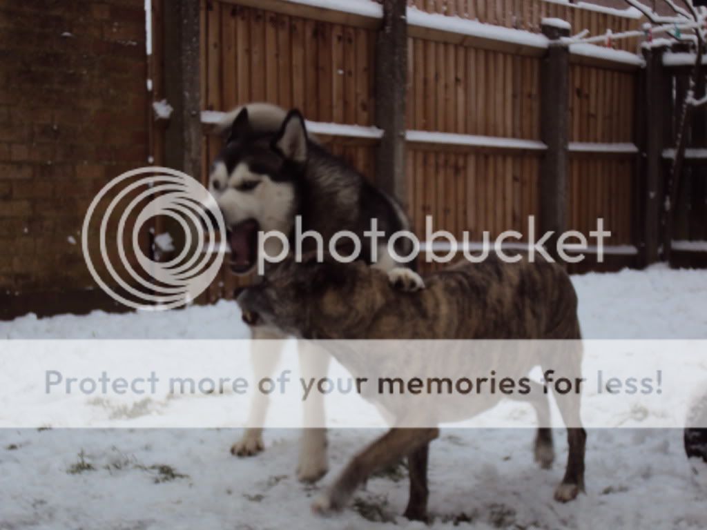 my boys in the snow - PIC OVERLOAD DSC00187