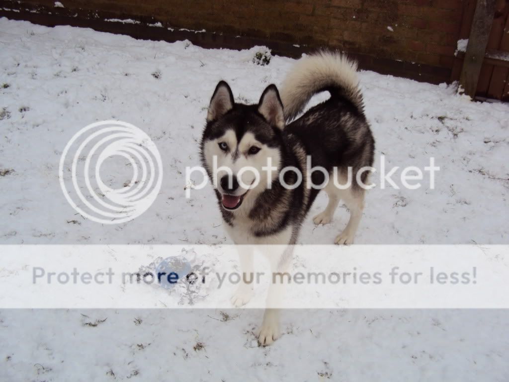 my boys in the snow - PIC OVERLOAD DSC00197