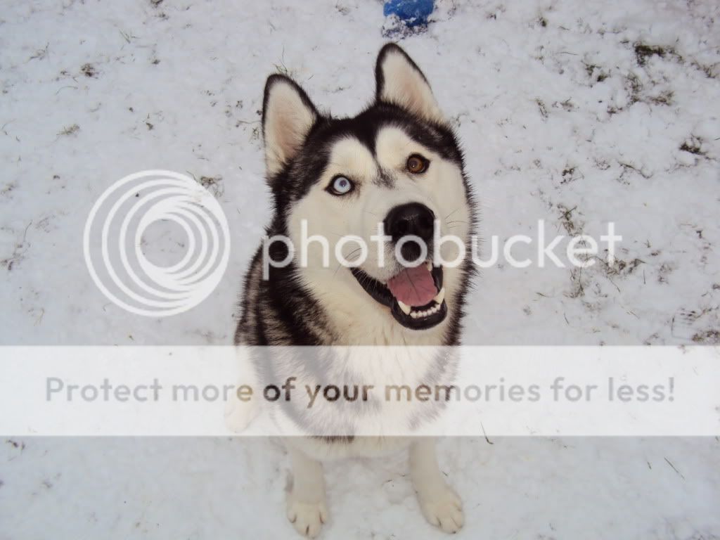 my boys in the snow - PIC OVERLOAD DSC00229