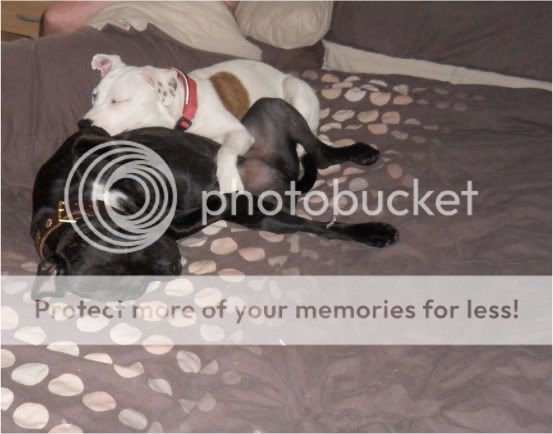 Sleeping staffies. SAM_0338