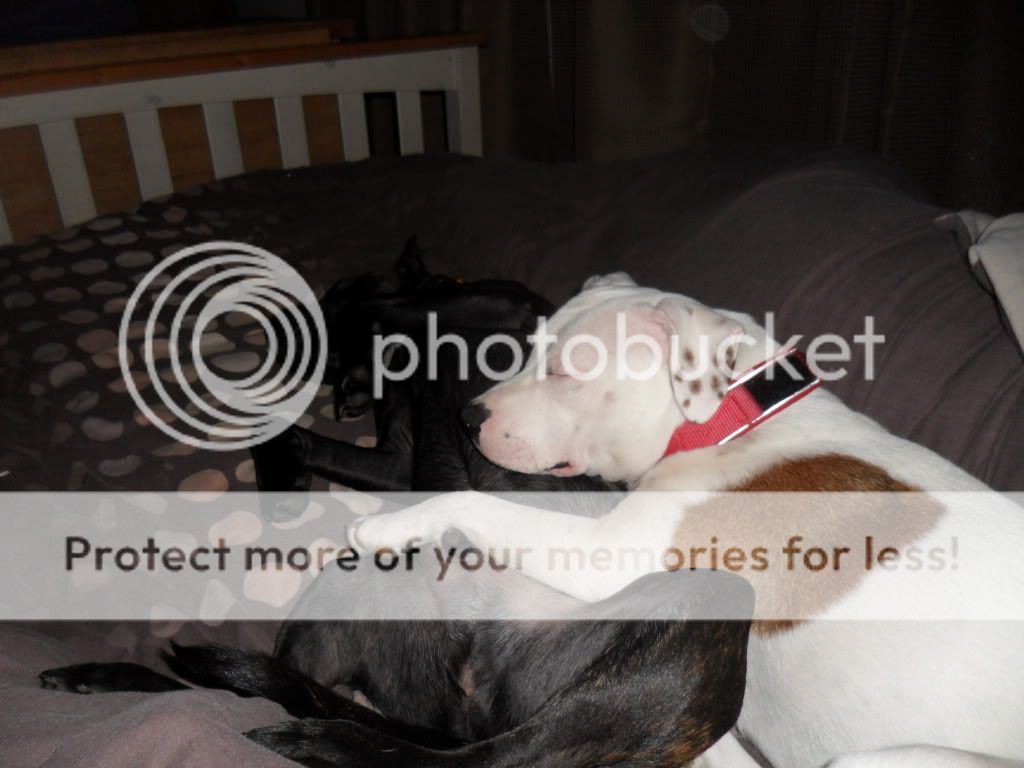 Sleeping staffies. SAM_0340