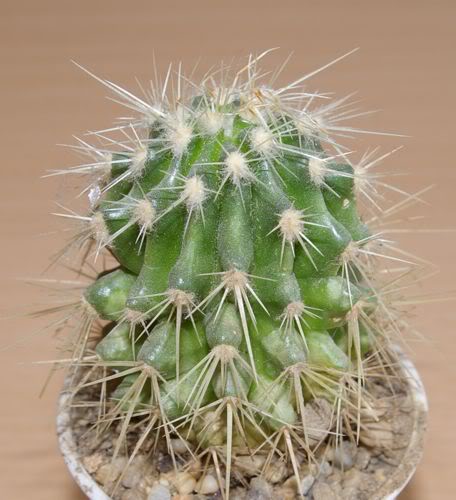 Imenovanje kaktusa - molim pomo Kaktus12