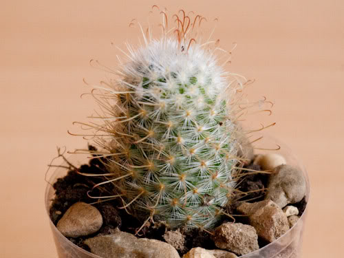 Imenovanje kaktusa - molim pomo Kaktus30