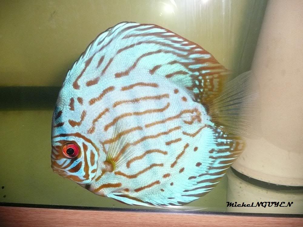 MES DISCUS Discus