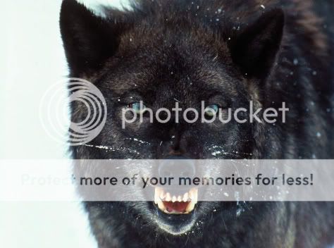 Your Wolf Pics Black_wolf