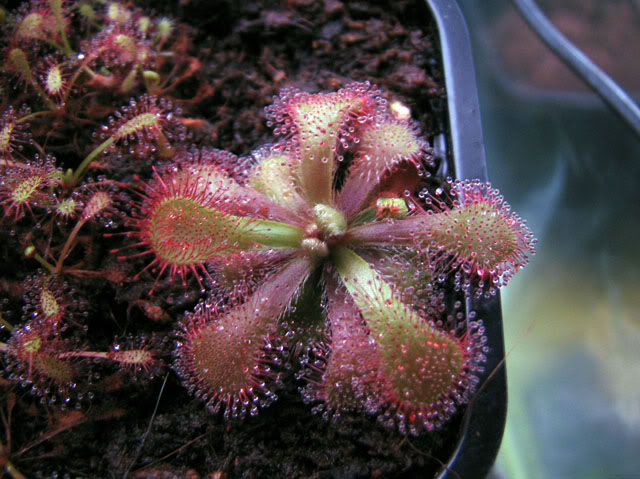 Drosera Aliciae > Adquirida em mau estado... IMG_4182