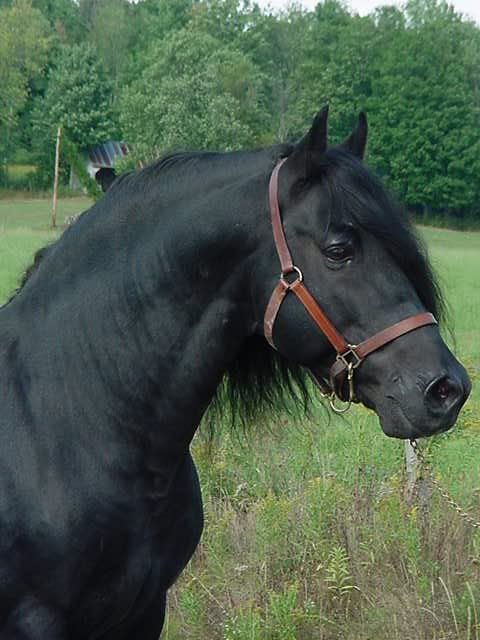 Grand-père de Laska et Jolie Iris GrandperedeJolieIris