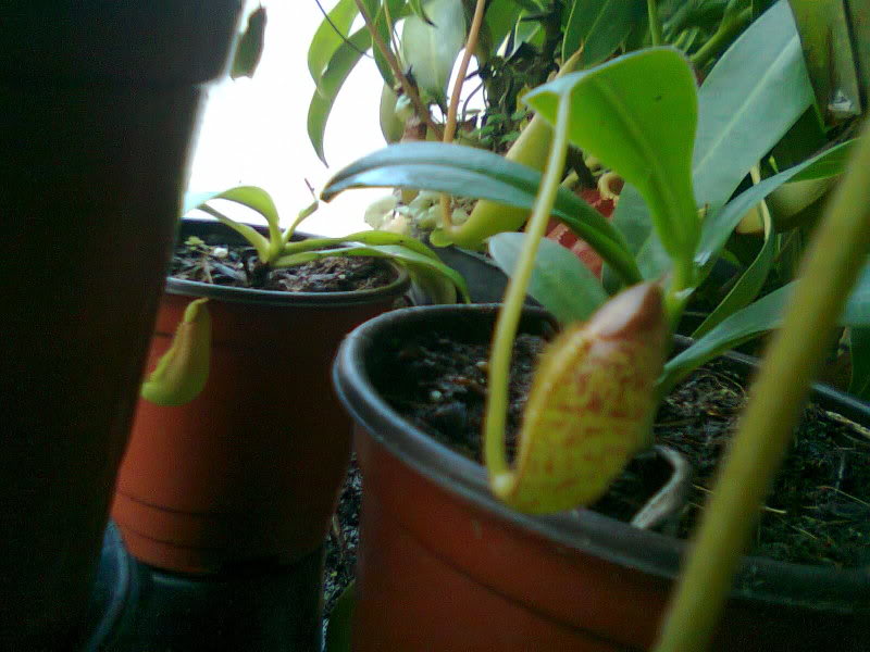 la nepenthes x "giant tigger" y unas pocas mas. 075457f8