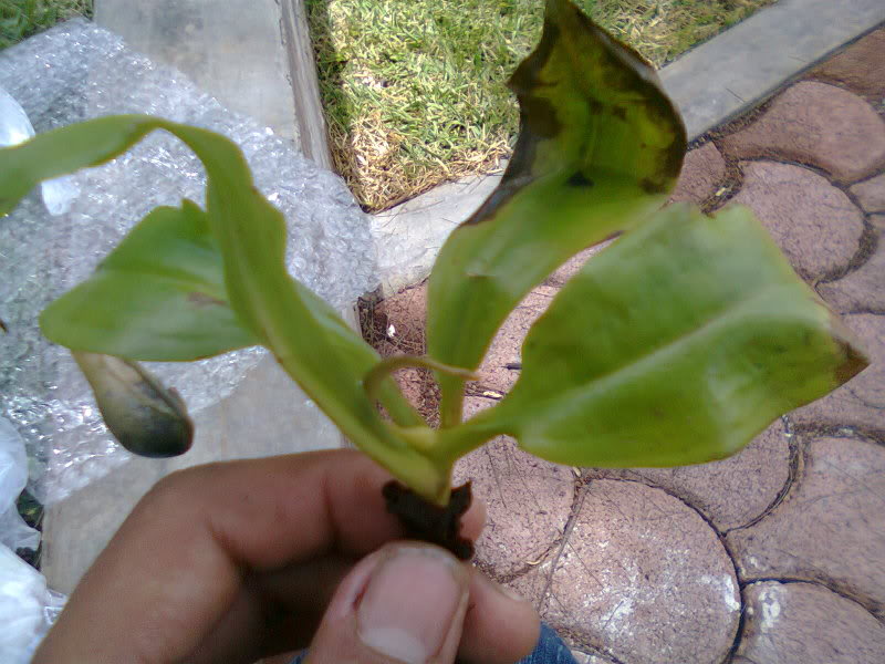 la nepenthes x "giant tigger" y unas pocas mas. 0acdb9ad