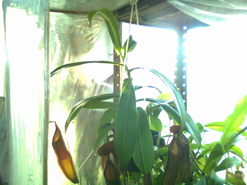 la nepenthes x "giant tigger" y unas pocas mas. 0b860f28