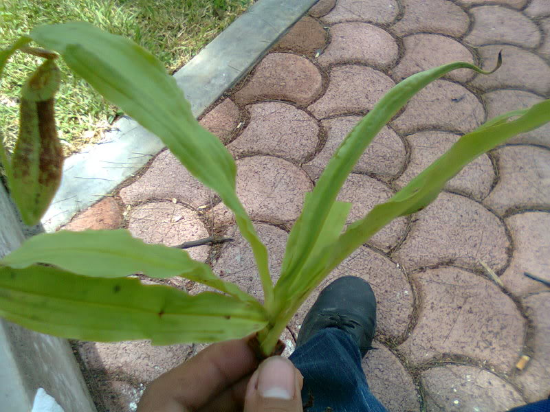 la nepenthes x "giant tigger" y unas pocas mas. 24b55616