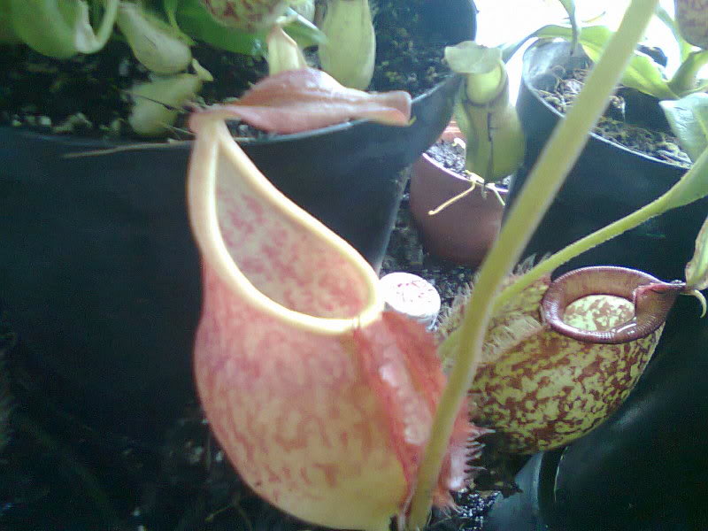 la nepenthes x "giant tigger" y unas pocas mas. 2b518743