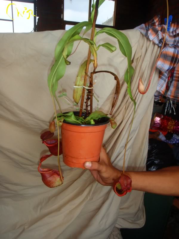 la nepenthes x "giant tigger" y unas pocas mas. 3d00bff4