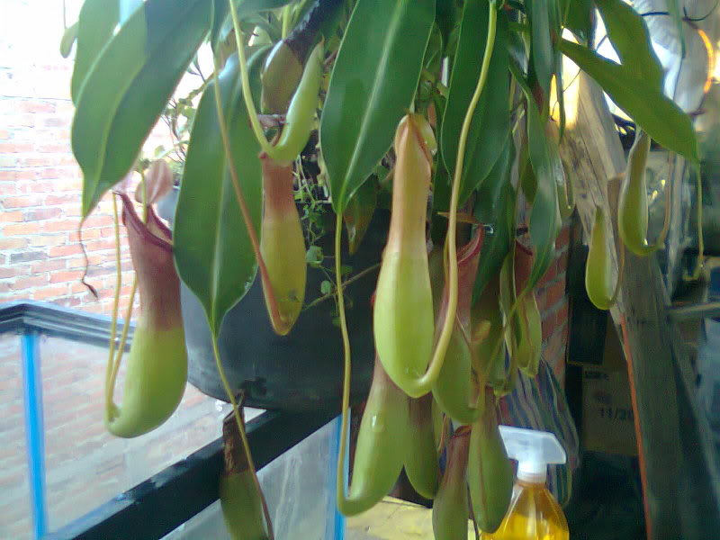 la nepenthes x "giant tigger" y unas pocas mas. 3e6bd89c