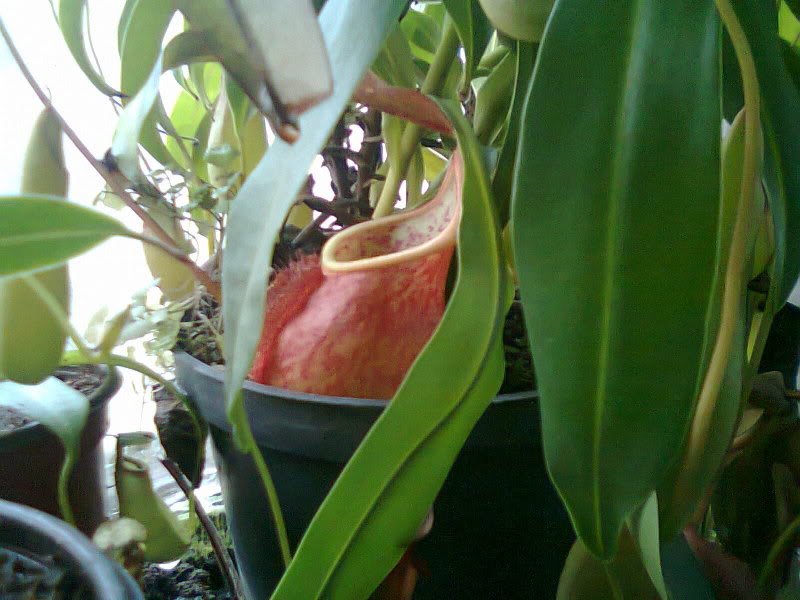 la nepenthes x "giant tigger" y unas pocas mas. 42e69fd7