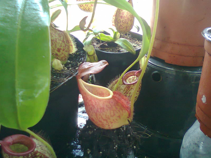 la nepenthes x "giant tigger" y unas pocas mas. 44562c3b