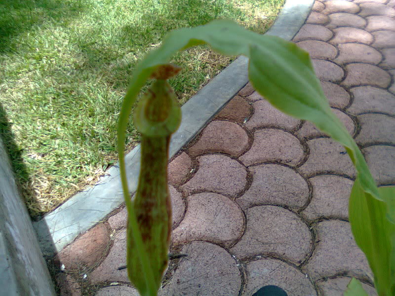 la nepenthes x "giant tigger" y unas pocas mas. 4fb6f16d