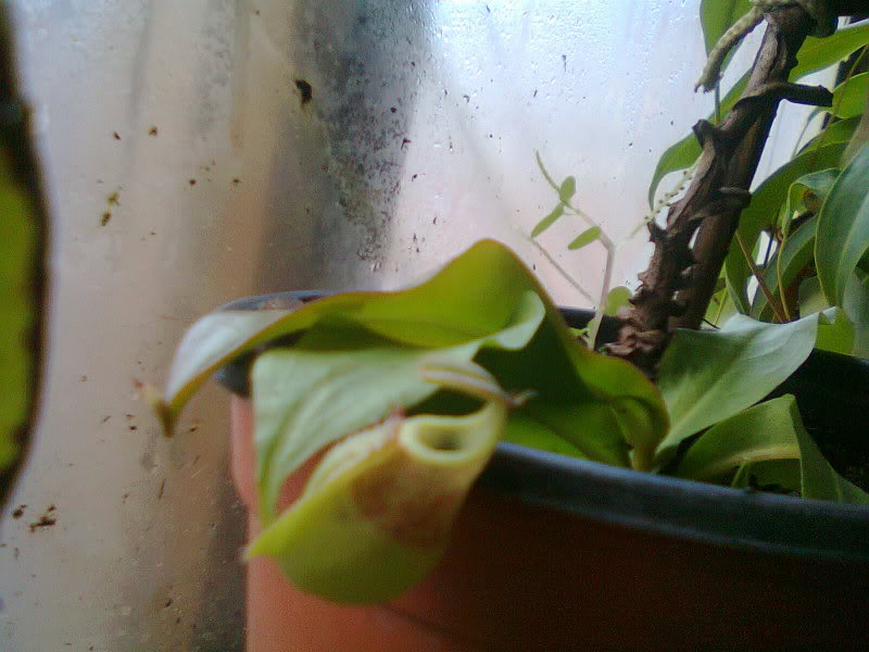 la nepenthes x "giant tigger" y unas pocas mas. 5fbf1233