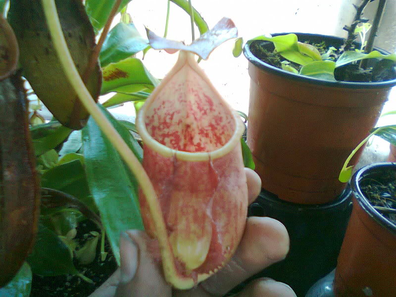 la nepenthes x "giant tigger" y unas pocas mas. 66dda233