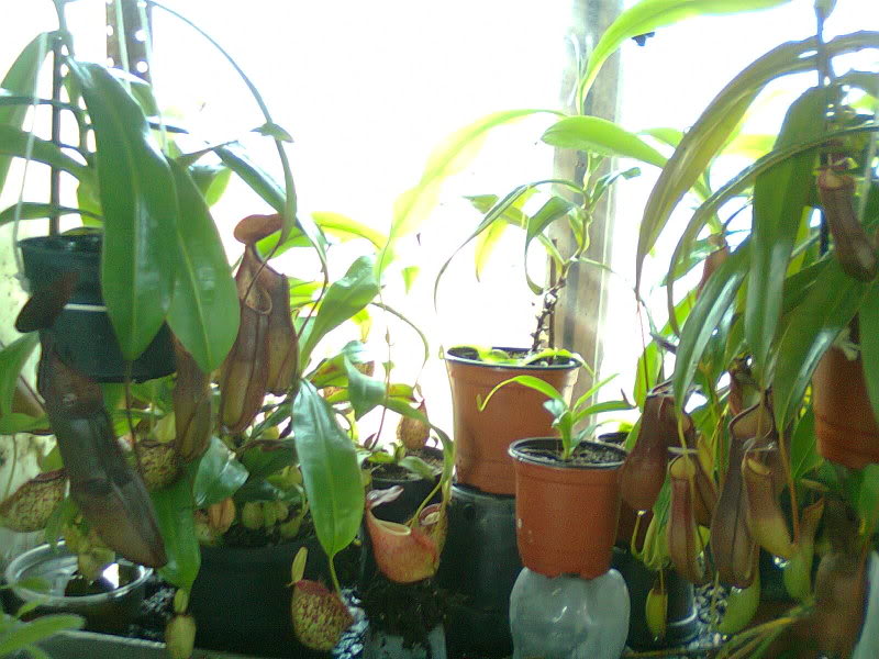 la nepenthes x "giant tigger" y unas pocas mas. 67e33745