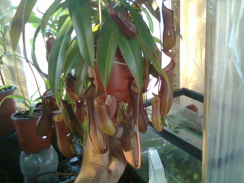 la nepenthes x "giant tigger" y unas pocas mas. 6b501671