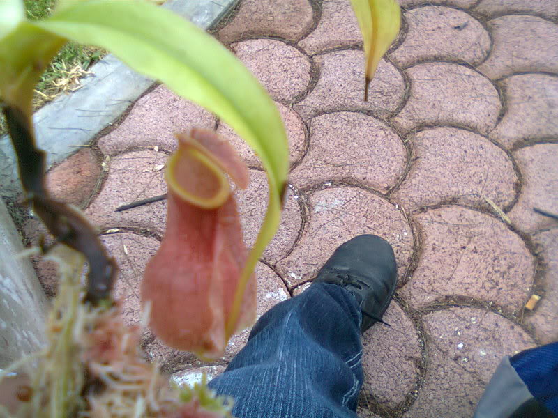 la nepenthes x "giant tigger" y unas pocas mas. 7811e275