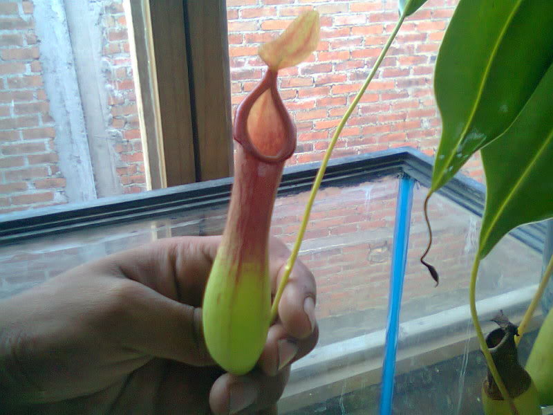 la nepenthes x "giant tigger" y unas pocas mas. 7833a2d8