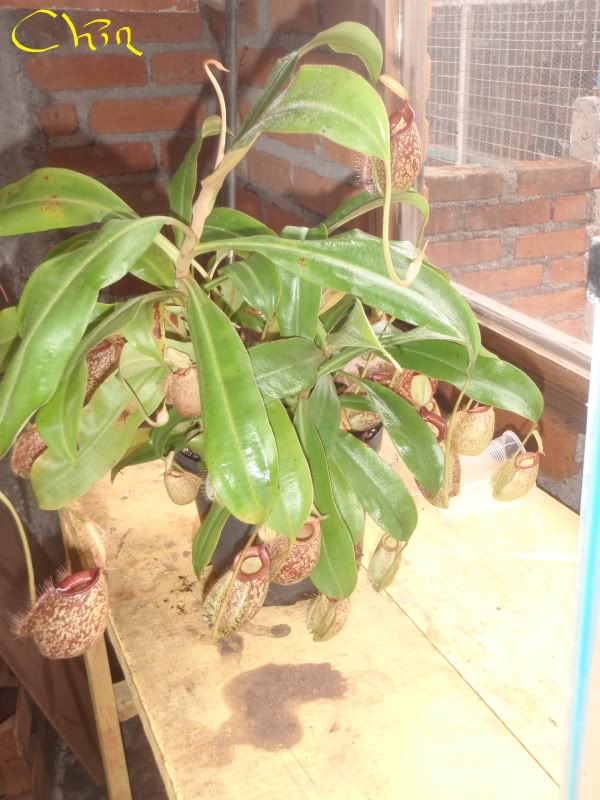 la nepenthes x "giant tigger" y unas pocas mas. 7c2a59b5