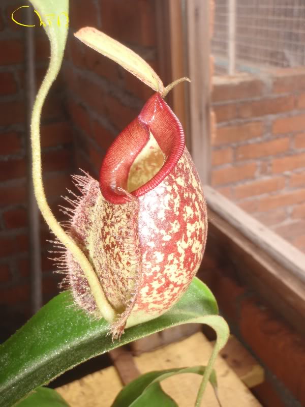 la nepenthes x "giant tigger" y unas pocas mas. 853d0f73