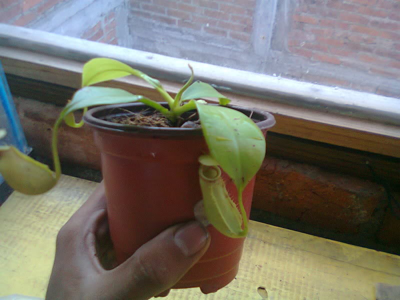 la nepenthes x "giant tigger" y unas pocas mas. 890f6268