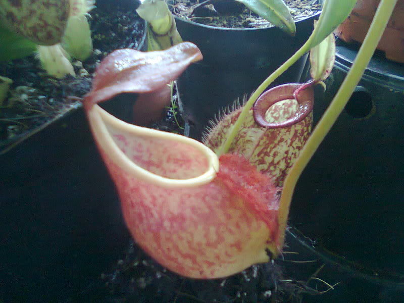 la nepenthes x "giant tigger" y unas pocas mas. 9061d126