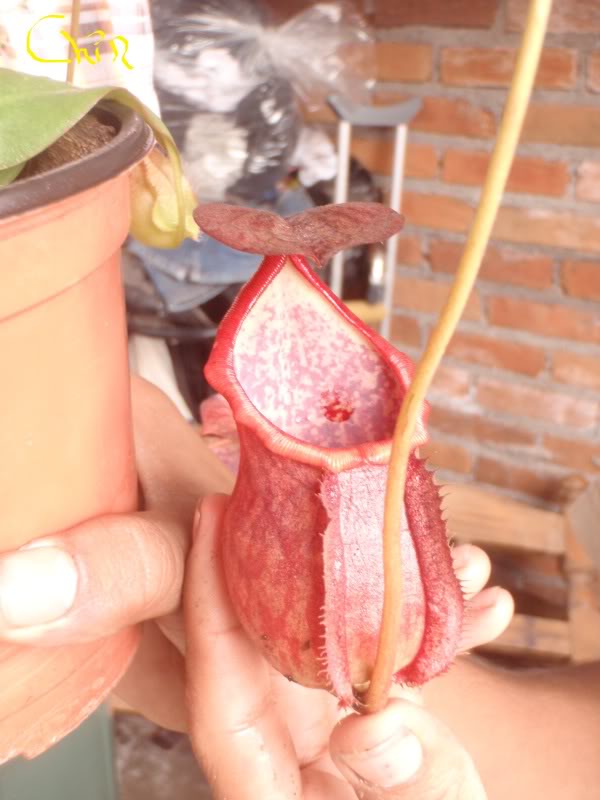 la nepenthes x "giant tigger" y unas pocas mas. 966691ef