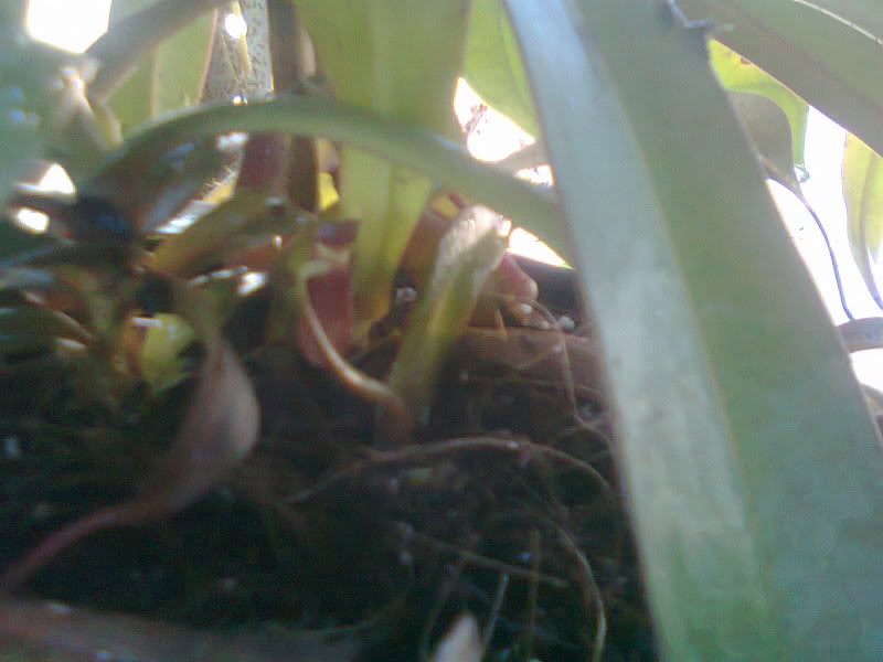 avances de mis nepenthes. 9d2114e8