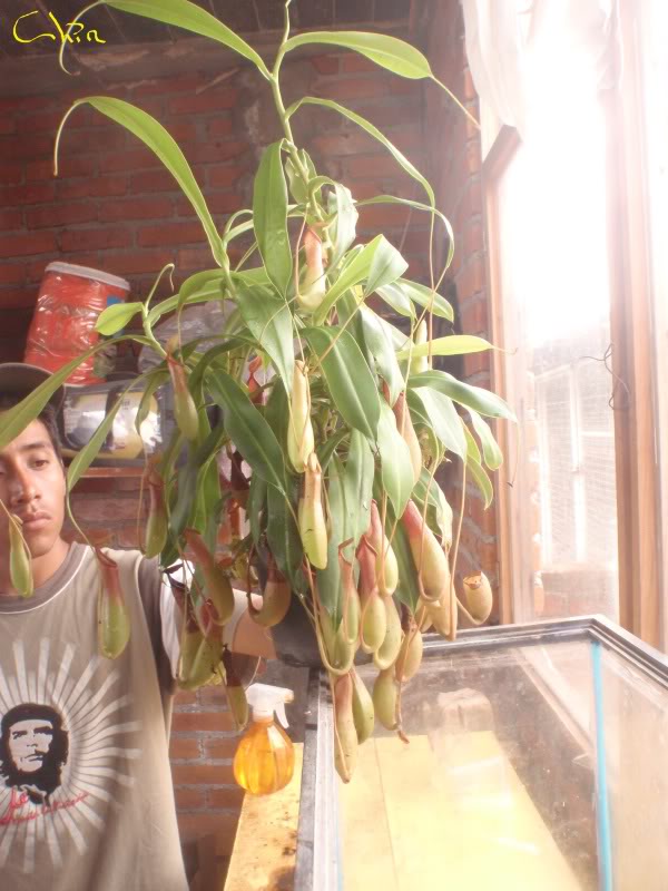 la nepenthes x "giant tigger" y unas pocas mas. A9ee985e