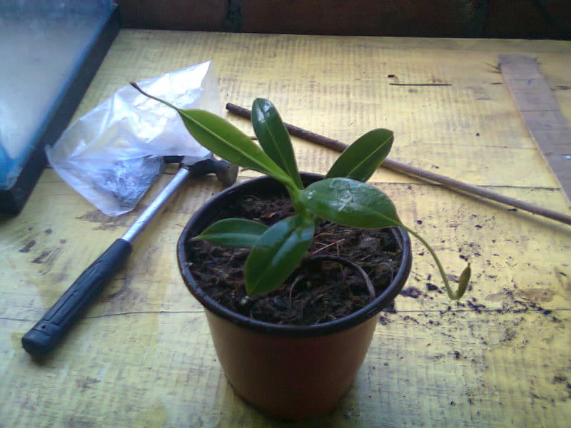 la nepenthes x "giant tigger" y unas pocas mas. C676588d