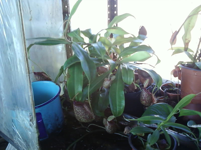 la nepenthes x "giant tigger" y unas pocas mas. 06f1d009